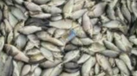 Карась с/м, мальок 20-30г, ДСТУ 4868, 1 кг